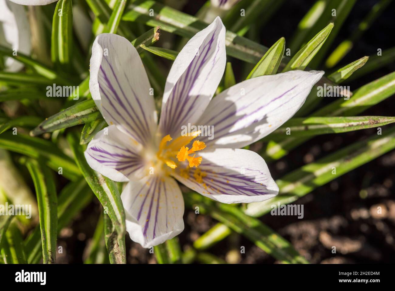 Crocuses herald the arrival of Spring. 90 species. 3 stamens, 1 style as opposed to toxic 'Autumn crocus' ( Colchicum ) with 6 stamens and 3 styles. Stock Photo