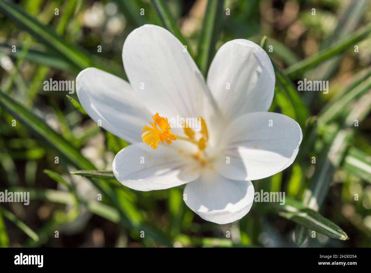 Crocuses herald the arrival of Spring. 90 species. 3 stamens, 1 style as opposed to toxic 'Autumn crocus' ( Colchicum ) with 6 stamens and 3 styles. Stock Photo