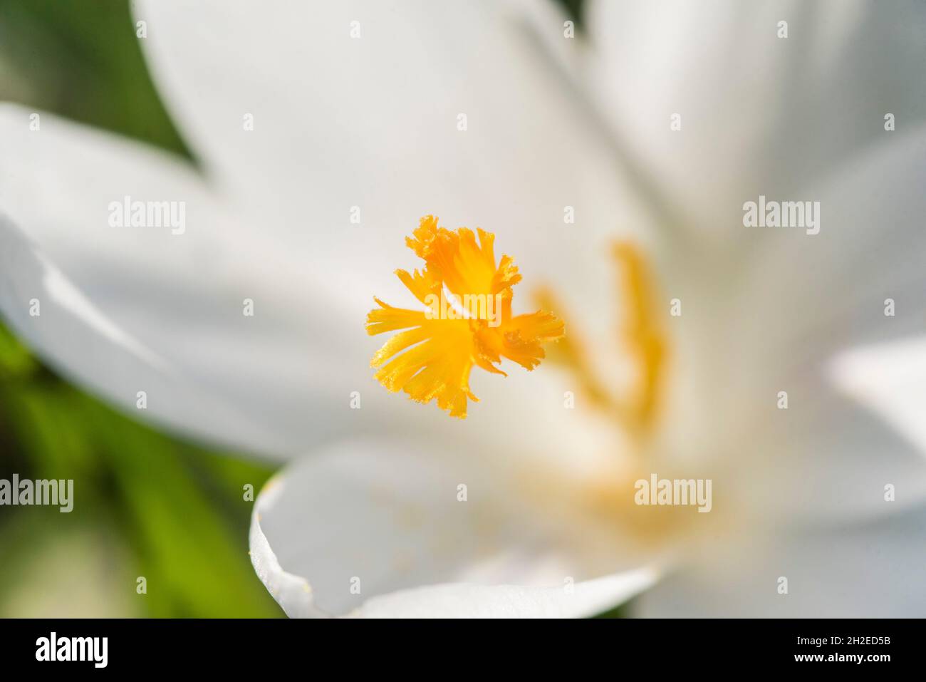 Crocuses herald the arrival of Spring. 90 species. 3 stamens, 1 style as opposed to toxic 'Autumn crocus' ( Colchicum ) with 6 stamens and 3 styles. Stock Photo