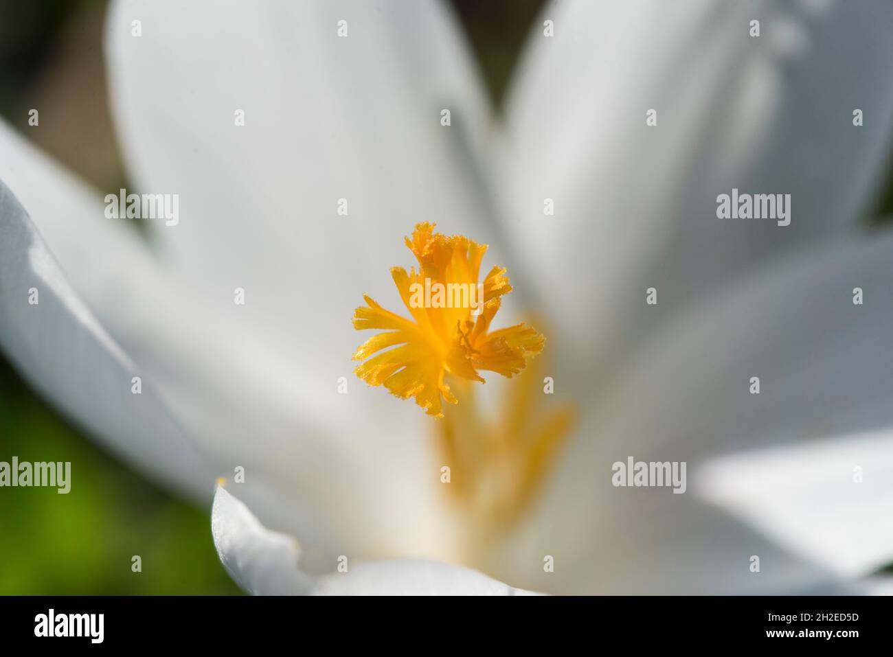 Crocuses herald the arrival of Spring. 90 species. 3 stamens, 1 style as opposed to toxic 'Autumn crocus' ( Colchicum ) with 6 stamens and 3 styles. Stock Photo