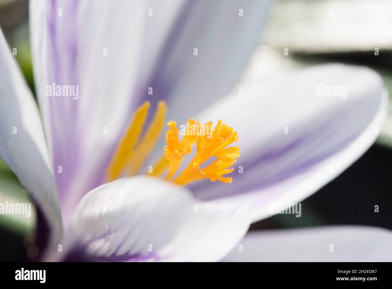 Crocuses herald the arrival of Spring. 90 species. 3 stamens, 1 style as opposed to toxic 'Autumn crocus' ( Colchicum ) with 6 stamens and 3 styles. Stock Photo