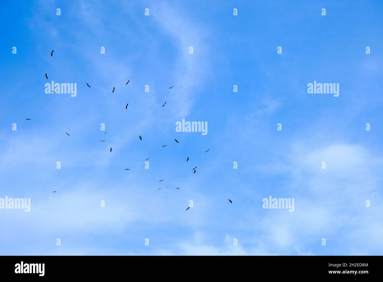 Eternity of the blue sky and white clouds and many groups of birds storks and pelicans flying freely during sunny day Stock Photo