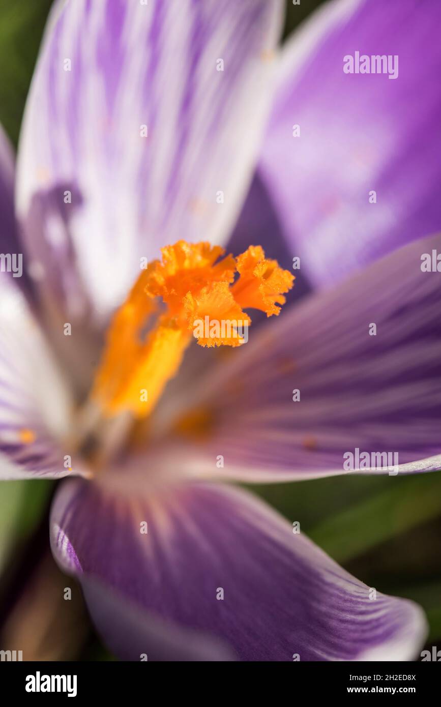 Crocuses herald the arrival of Spring. 90 species. 3 stamens, 1 style as opposed to toxic 'Autumn crocus' ( Colchicum ) with 6 stamens and 3 styles. Stock Photo