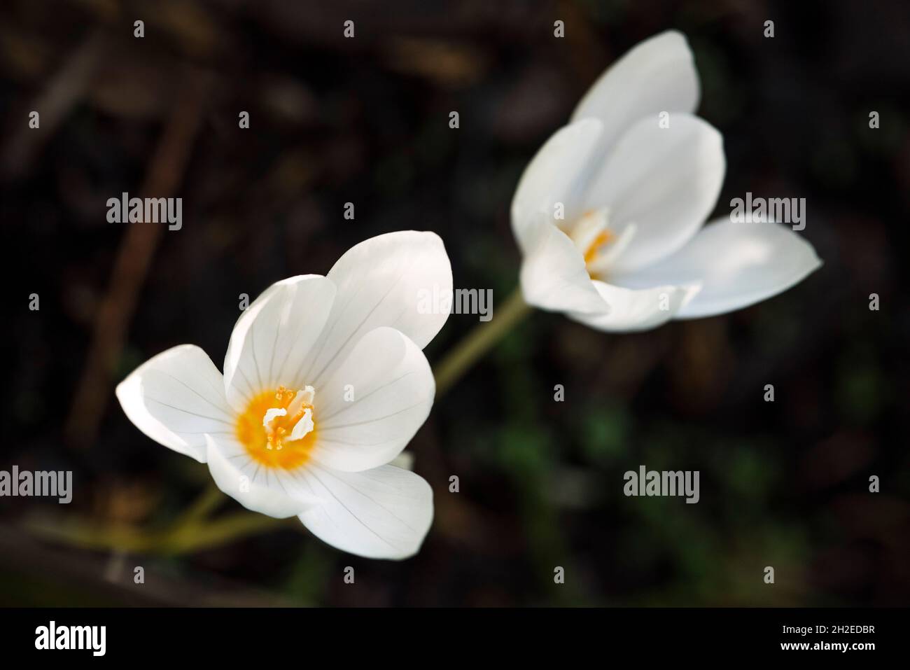 The toxic 'Autumn crocus' ( Colchicum ) (Fall Crocus) with 6 stamens and 3 styles as opposed to the Spring form with 90 species, 3 stamens and 1 style Stock Photo