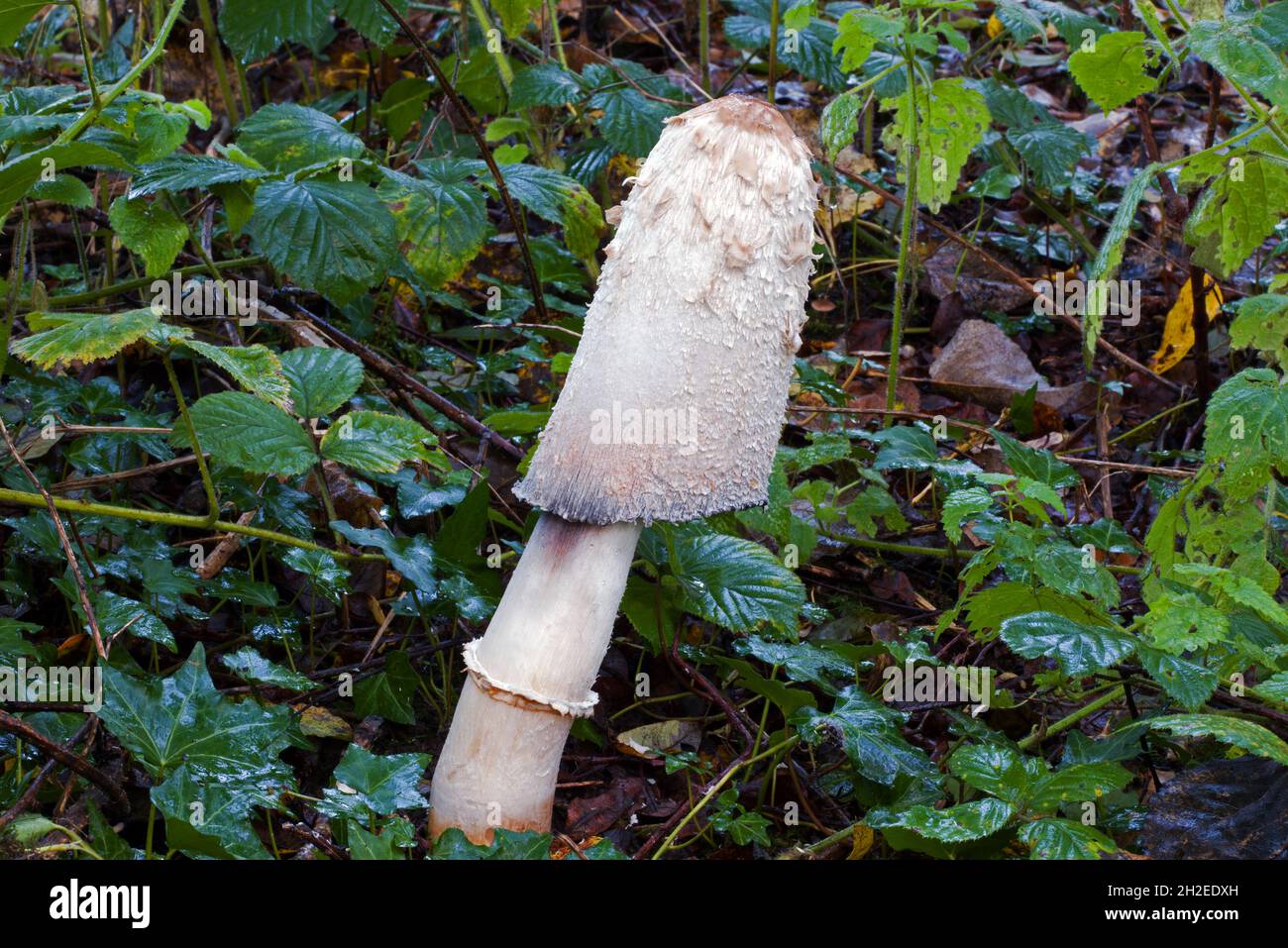 Shown here is a giant example of the fungus Coprinus comatus (shaggy ink cap). The picture was taken in a woodland in North Wales. Stock Photo