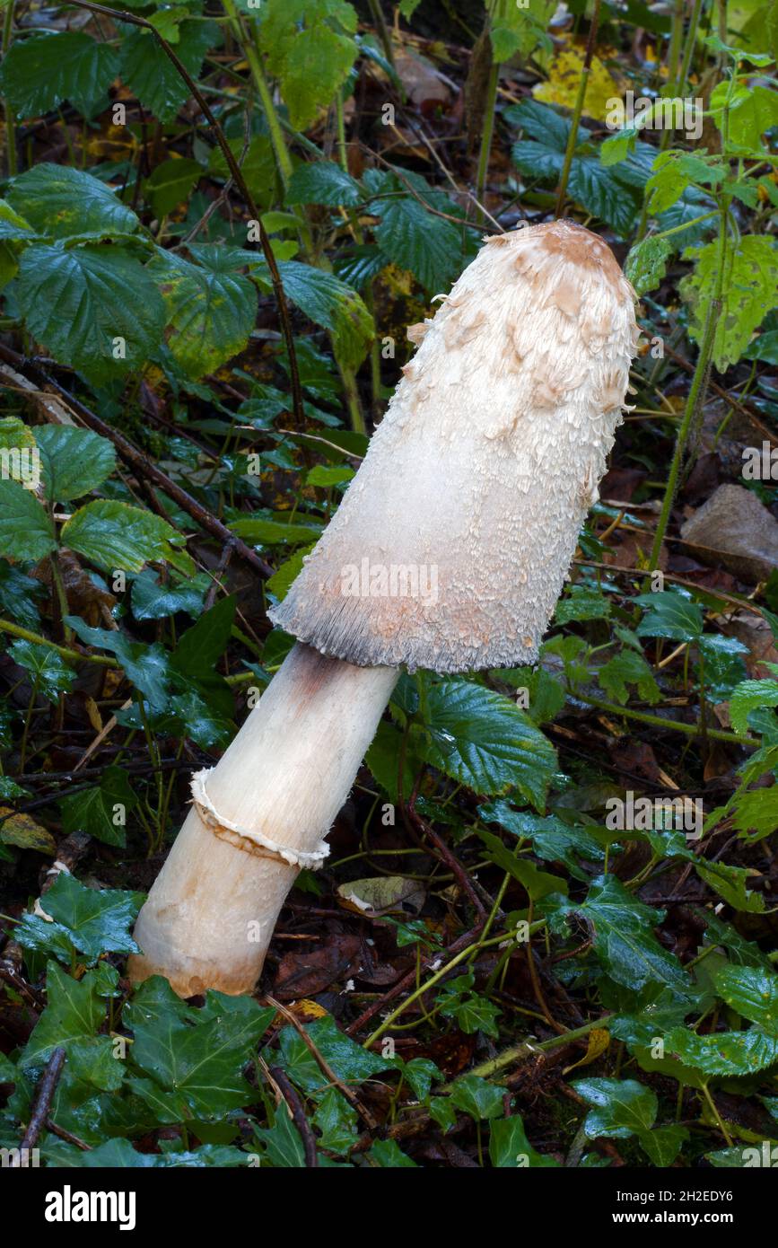 Shown here is a giant example of the fungus Coprinus comatus (shaggy ink cap). The picture was taken in a woodland in North Wales. Stock Photo