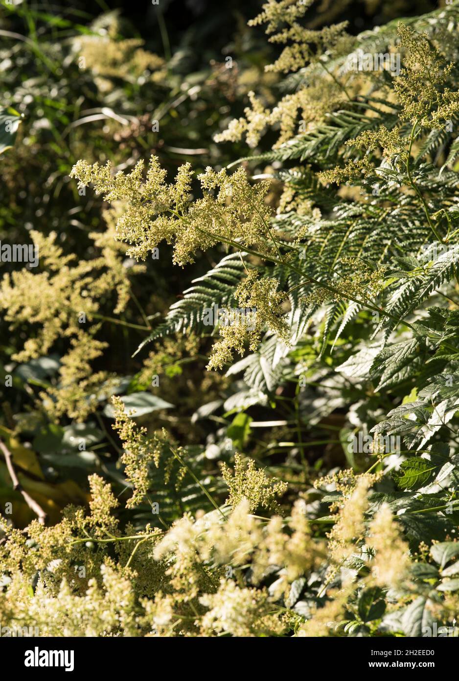 Sunlight picks out the off-white Astilbe 'Deutschland' Japonica hybrid, in the shadow under a tall tree. AKA False Goat's Beard or False Spirea. Stock Photo