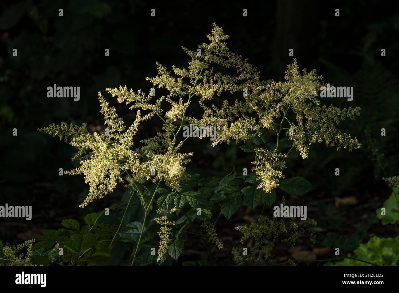 Sunlight picks out the off-white Astilbe 'Deutschland' Japonica hybrid, in the shadow under a tall tree. AKA False Goat's Beard or False Spirea. Stock Photo