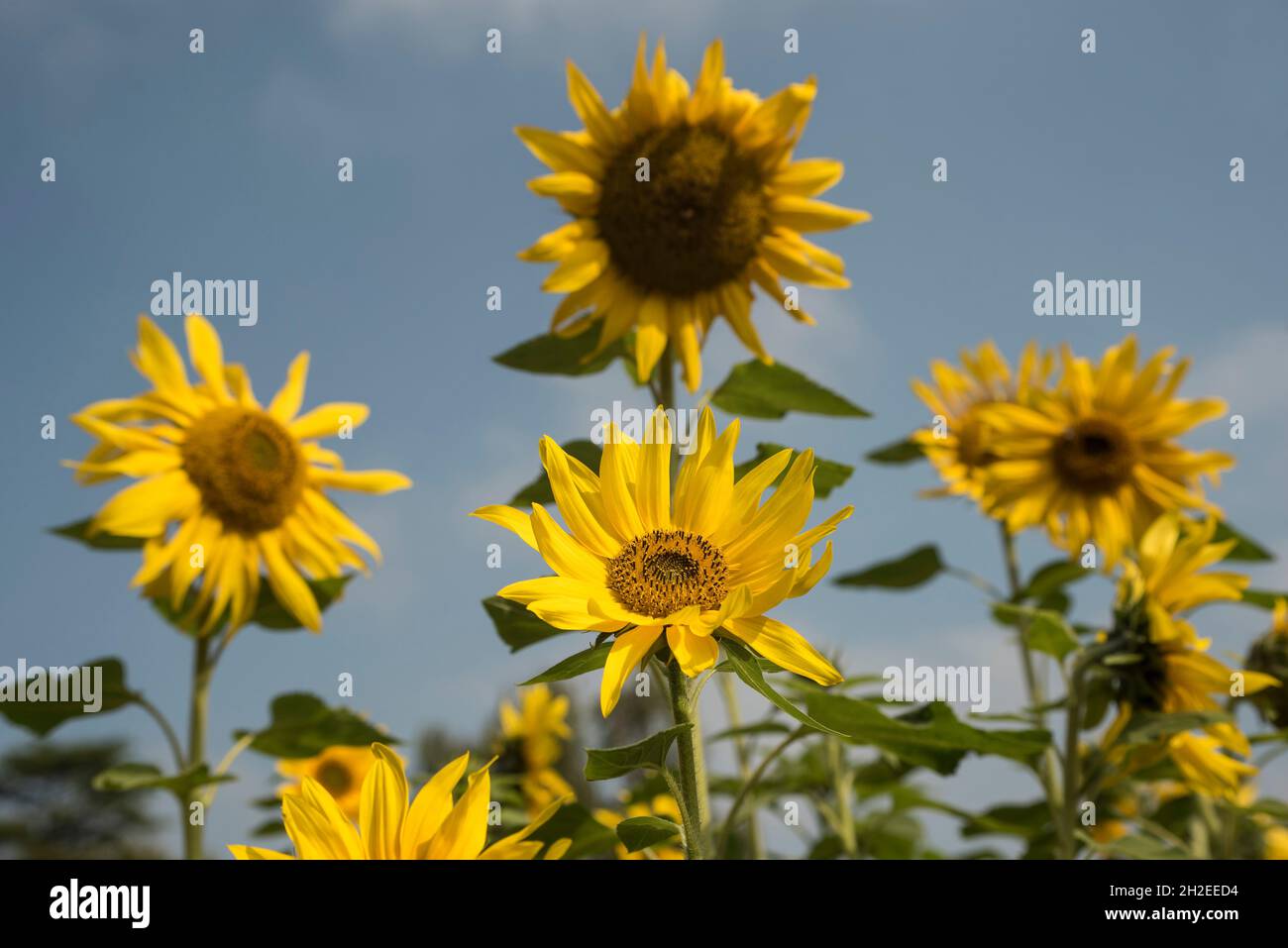 Close up of sunflowers, bathed in the bright sunshine. Sunflower seeds
