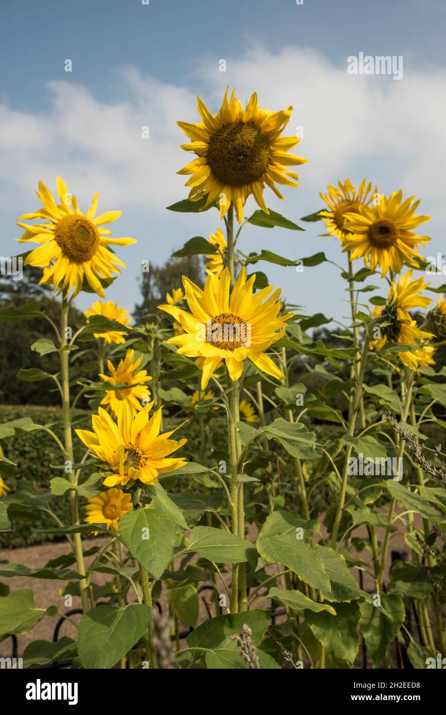 Close up of sunflowers, bathed in the bright sunshine. Sunflower seeds