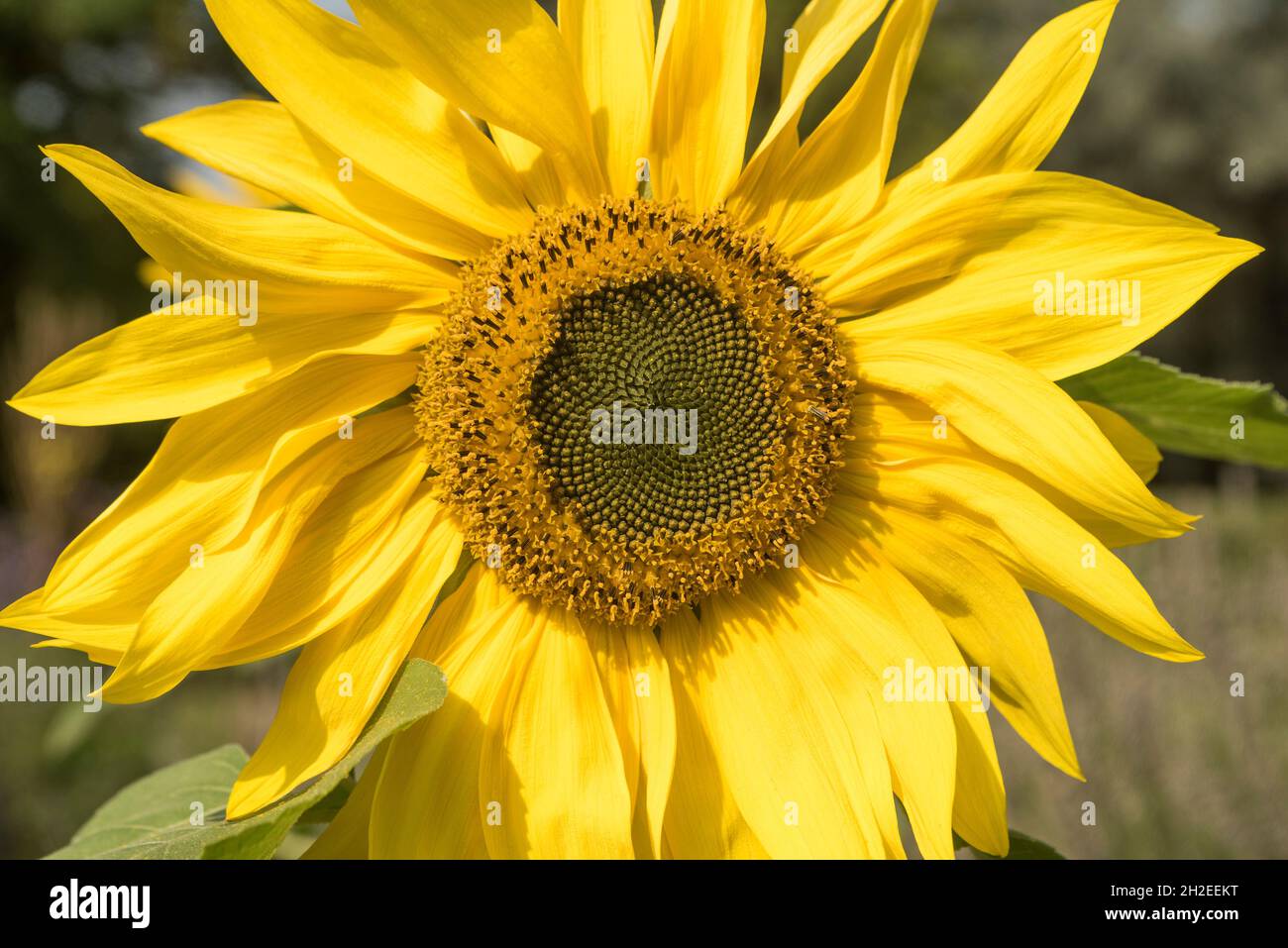 Close up of a sunflower, bathed in the bright sunshine. Sunflower seeds