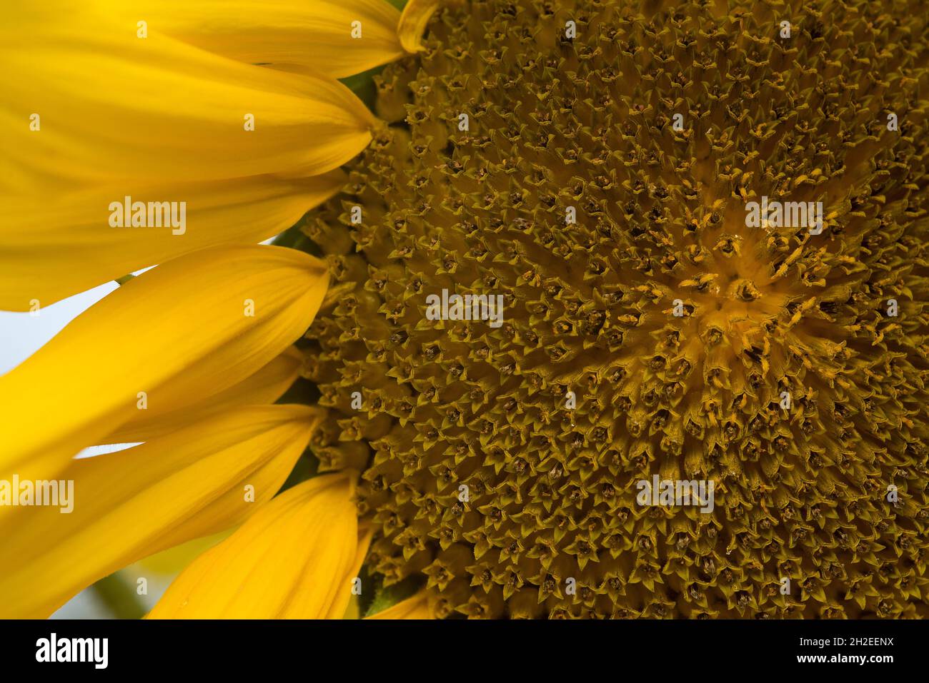 Close up of a sunflower, bathed in the bright sunshine. Sunflower seeds