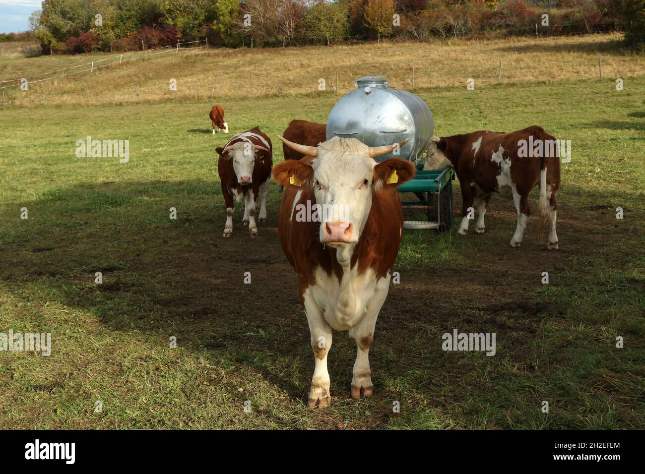 Cows graze calmly on a green meadow Stock Photo - Alamy