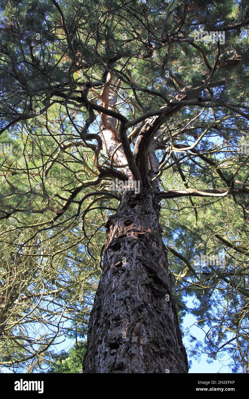 Canadian Redwood Trees Stock Photo Alamy