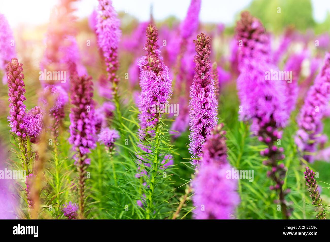 Beautiful abstract scenic landscape view of blooming purple liatris spicata or gayfeather flower meadow in rays of sunset warm sun light. Wildflower Stock Photo