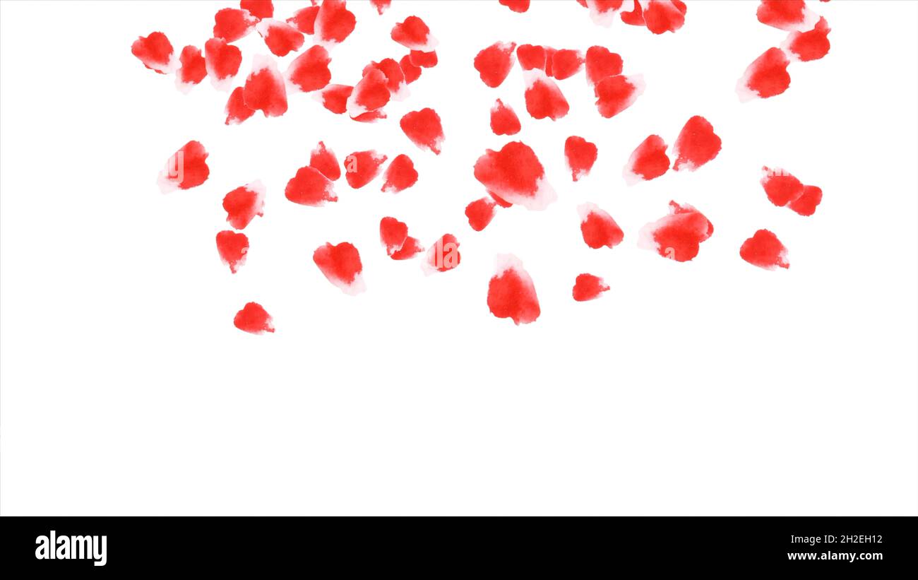 Falling petals roses animation on white background. Falling rose petals