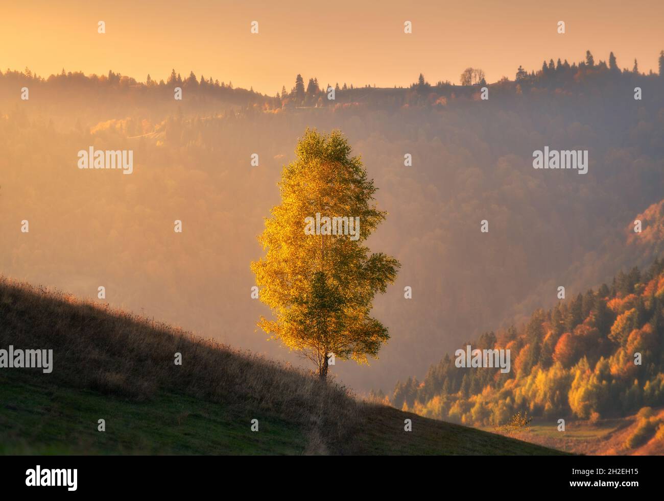 Beautiful alone tree on the hill in mountains at sunset in autumn Stock Photo
