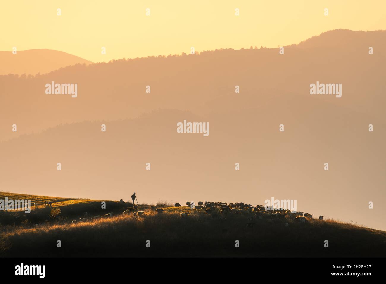 Silhouette of herdsman with herd of sheep, dogs on the hill Stock Photo