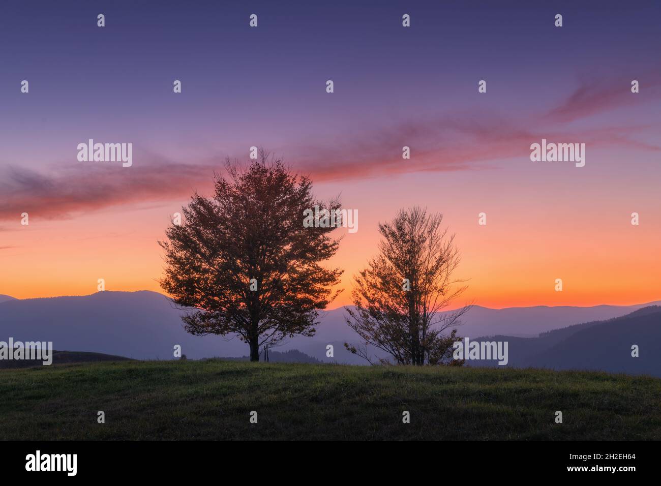 Beautiful trees on the hill in mountains at sunset in autumn Stock Photo