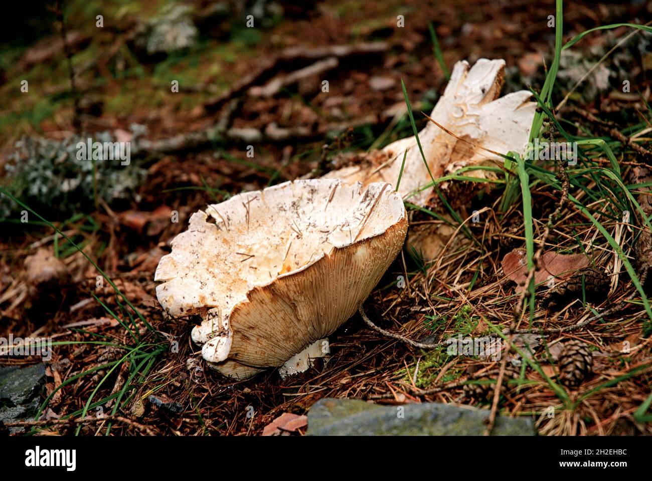 Close-up shot of large inedible milk-agaric mushrooms (Lactarius vellereus) in the forest. Stock Photo