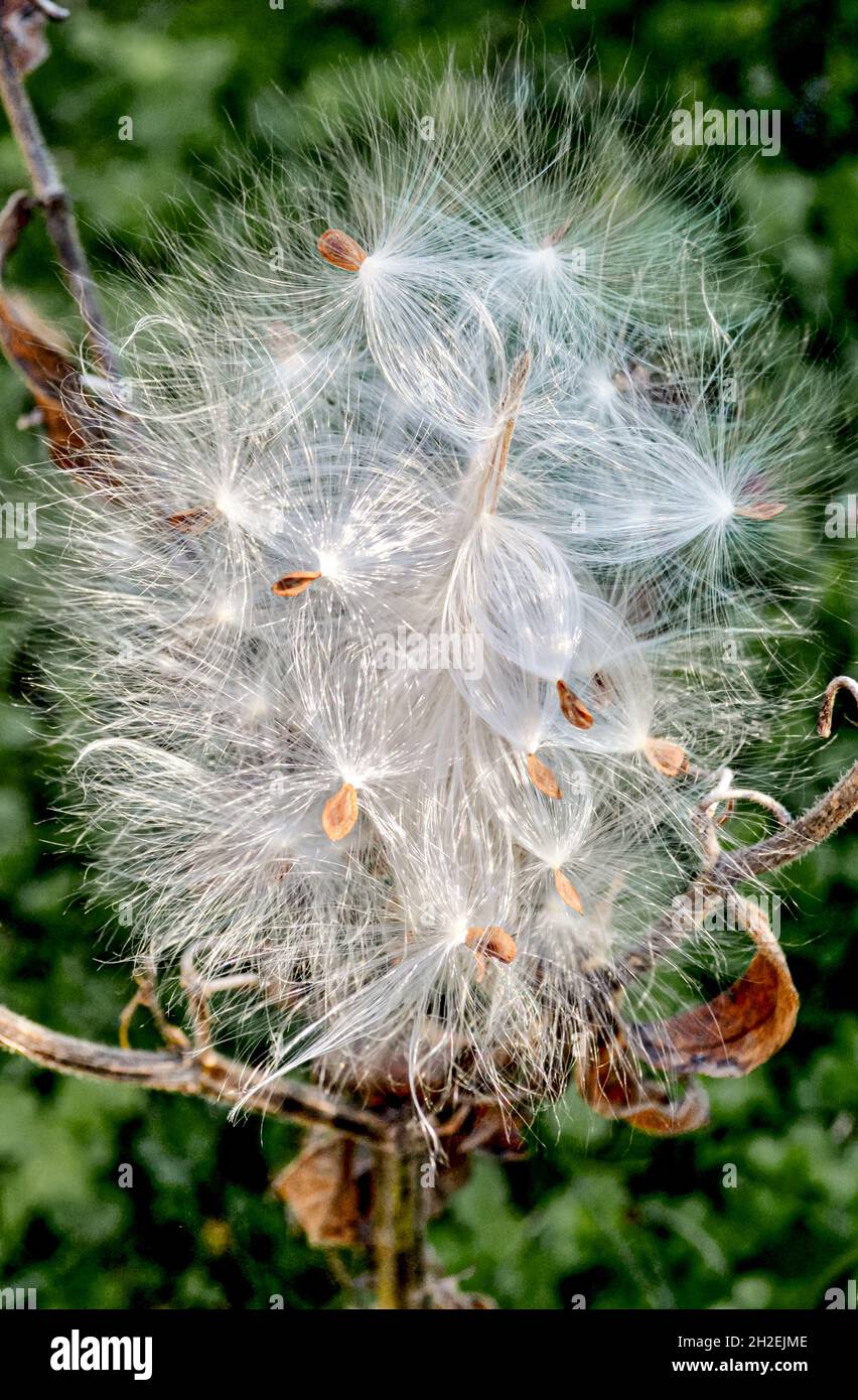 Milkweed seeds (Asclepias tuberosa) fluffed up by the wind and ready to become airborne. Closeup. Copy space. Stock Photo
