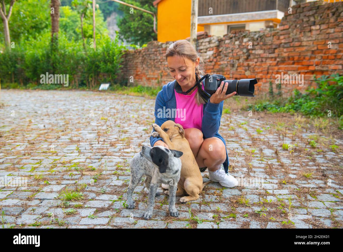funny two puppies play with one photographer Stock Photo - Alamy