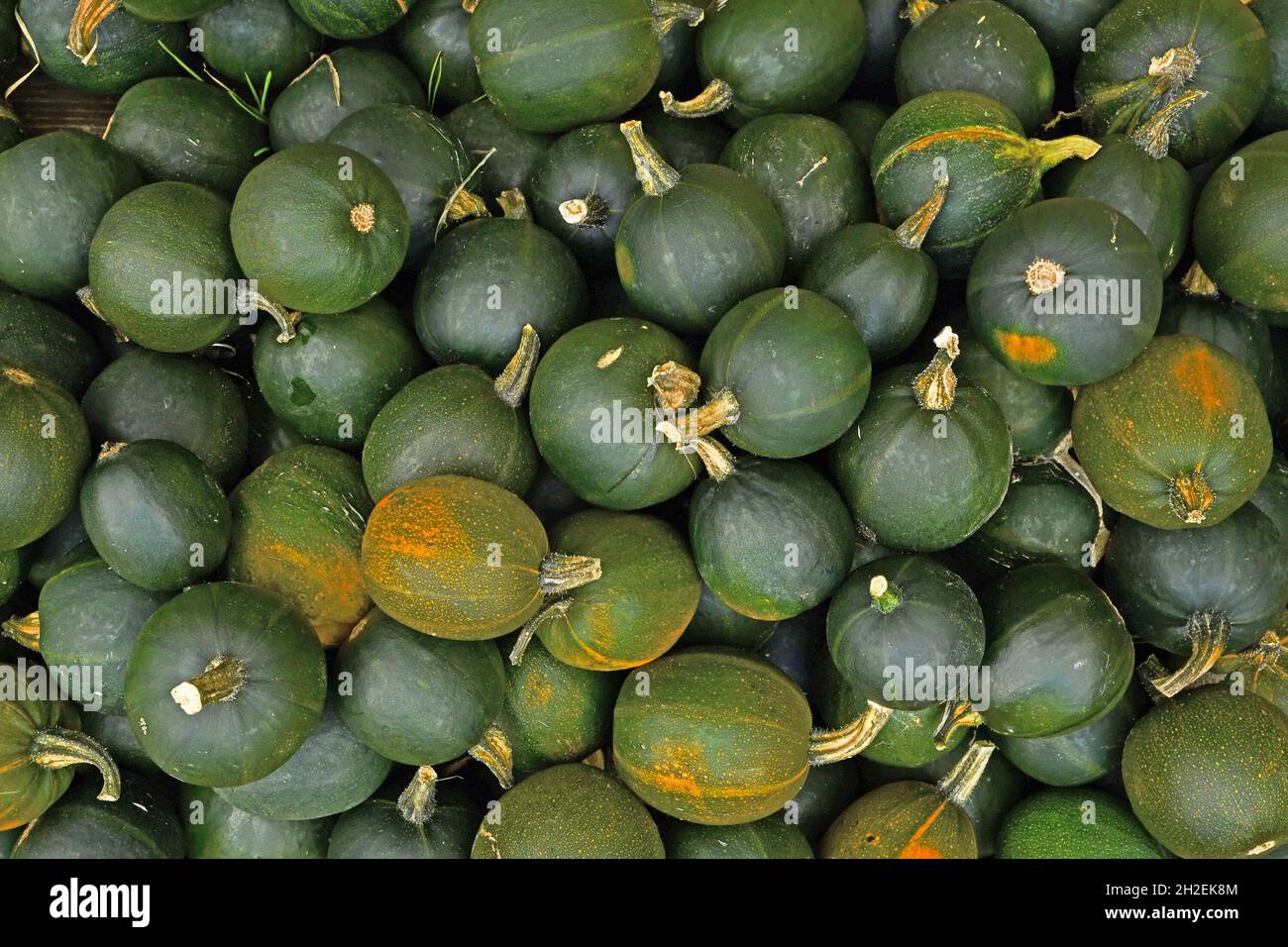 Top view of many small green Rondini Gem squashes Stock Photo