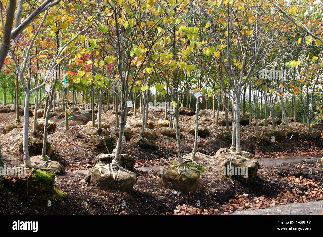 Forest of colorful deciduous trees with burlap encased roots balls for sale at a tree farm in autumn Stock Photo
