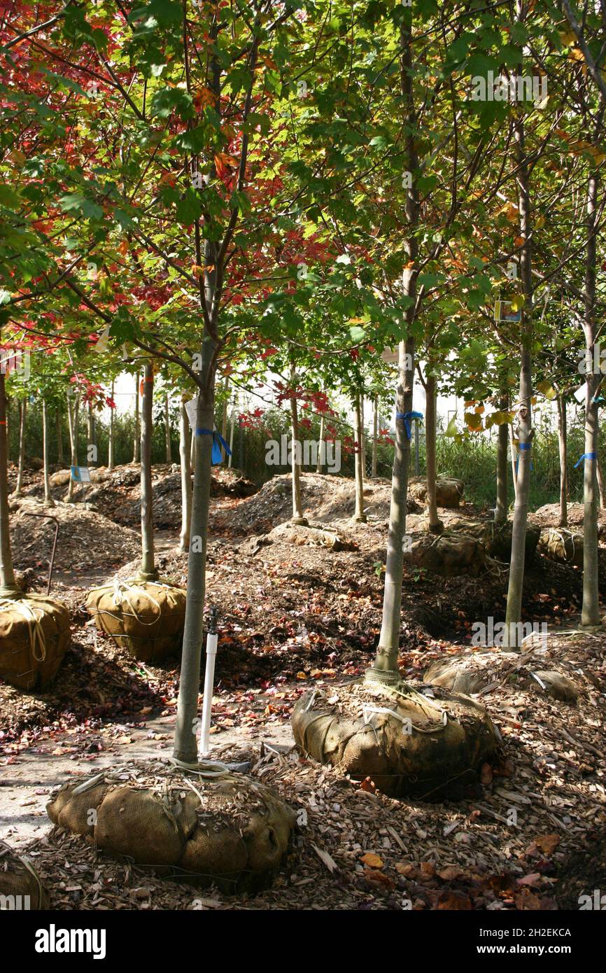 Rows of colorful deciduous trees with burlap encased roots balls for sale at a tree farm in