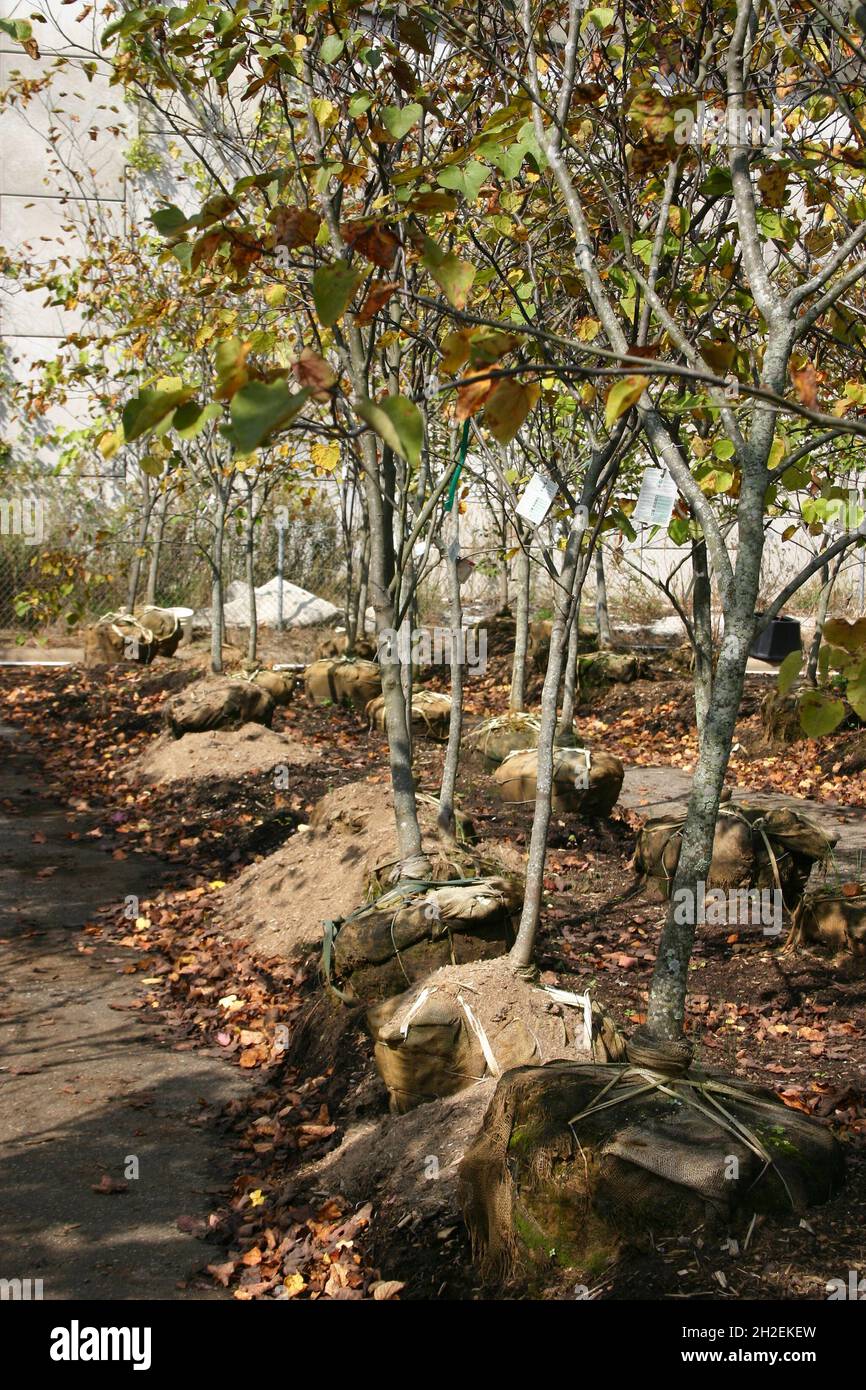 Tree farm sells colorful deciduous trees with burlap encased roots balls and care instructions in autumn Stock Photo