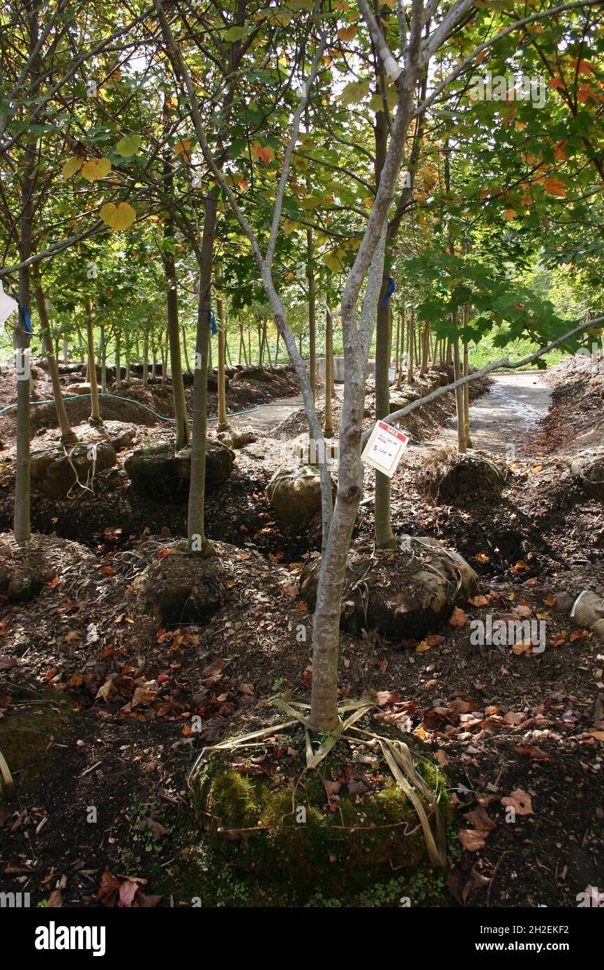 Tree farm selling deciduous trees with burlap encased roots balls in autumn Stock Photo