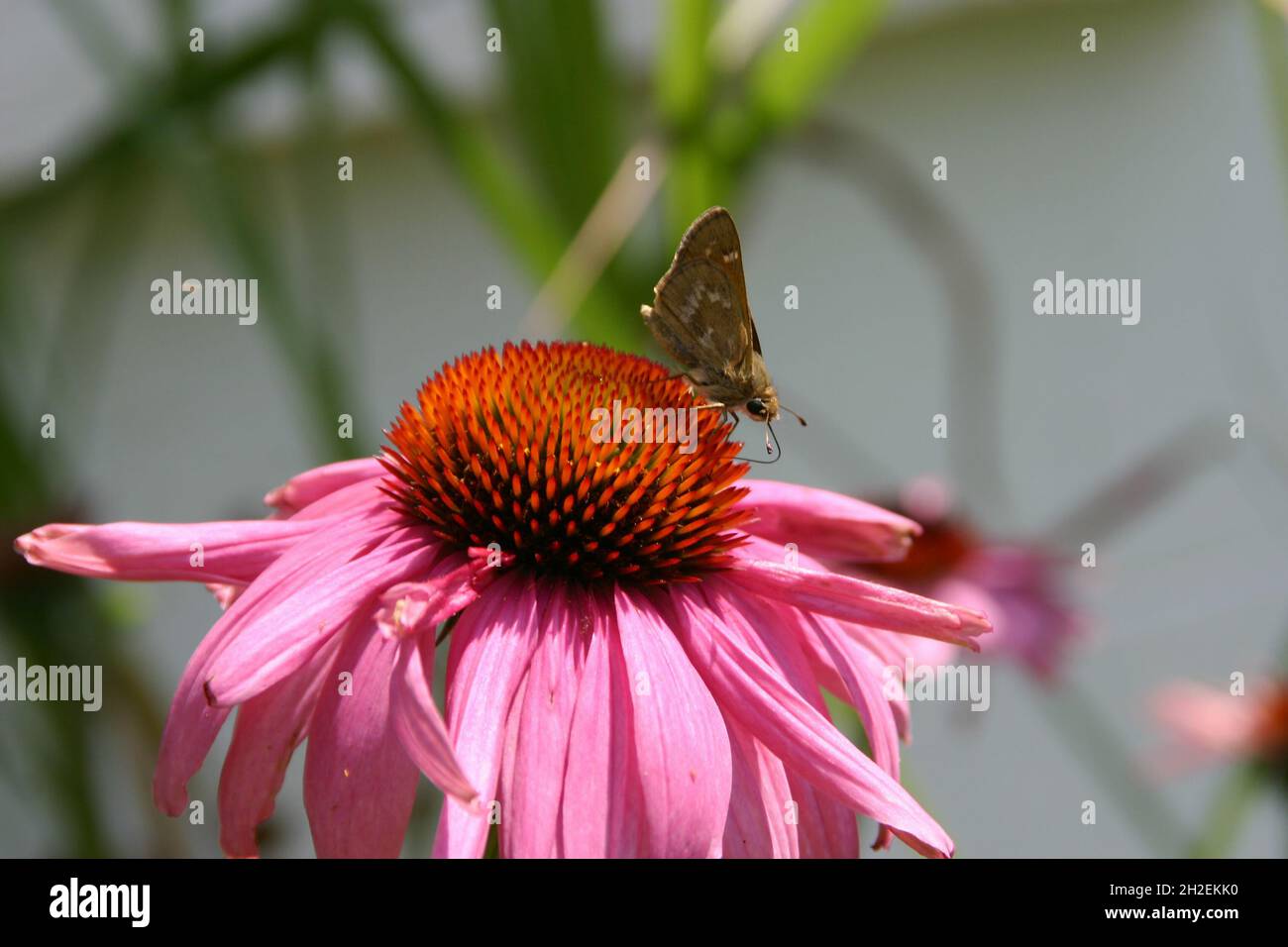 Close up of a brown moth using its delicate proboscus to sip nectar from a brilliantly colored echinacea coneflower Stock Photo