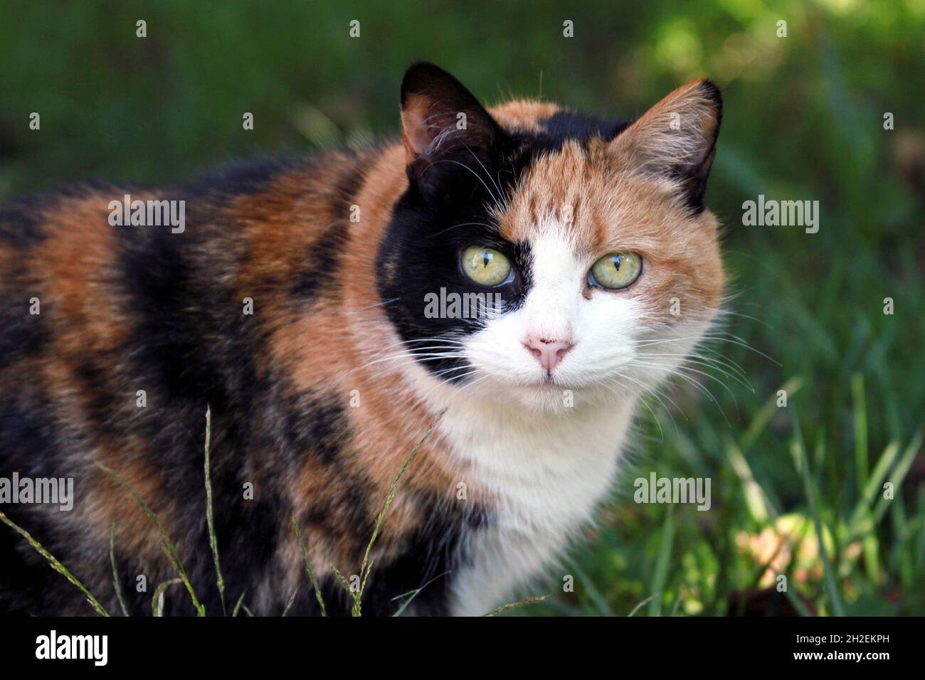A beautiful, old and weathered calico cat with intense green eyes staring right at you Stock Photo