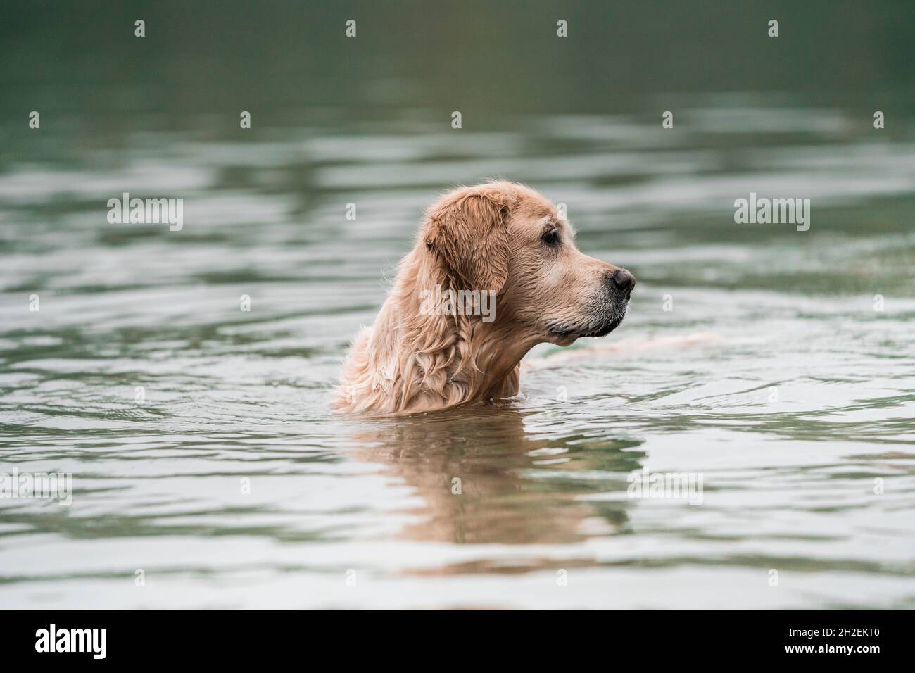 Washing a golden retriever hi-res stock photography and images - Alamy