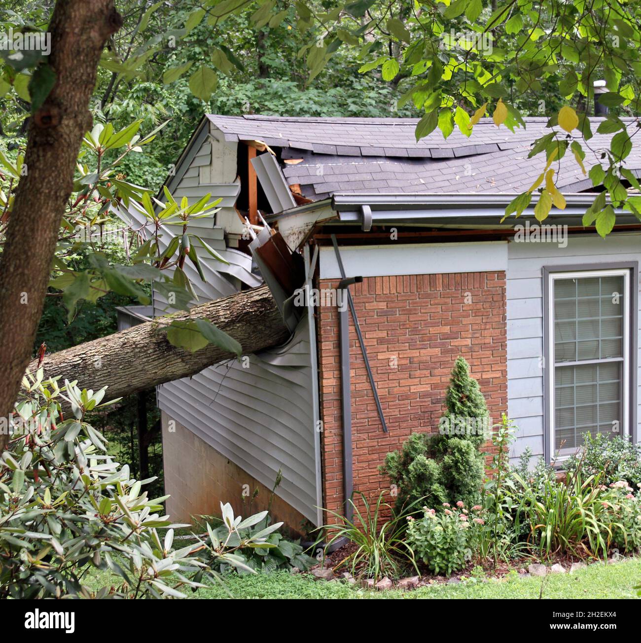 A tree falls on a house during a storm ripping it in two Stock Photo