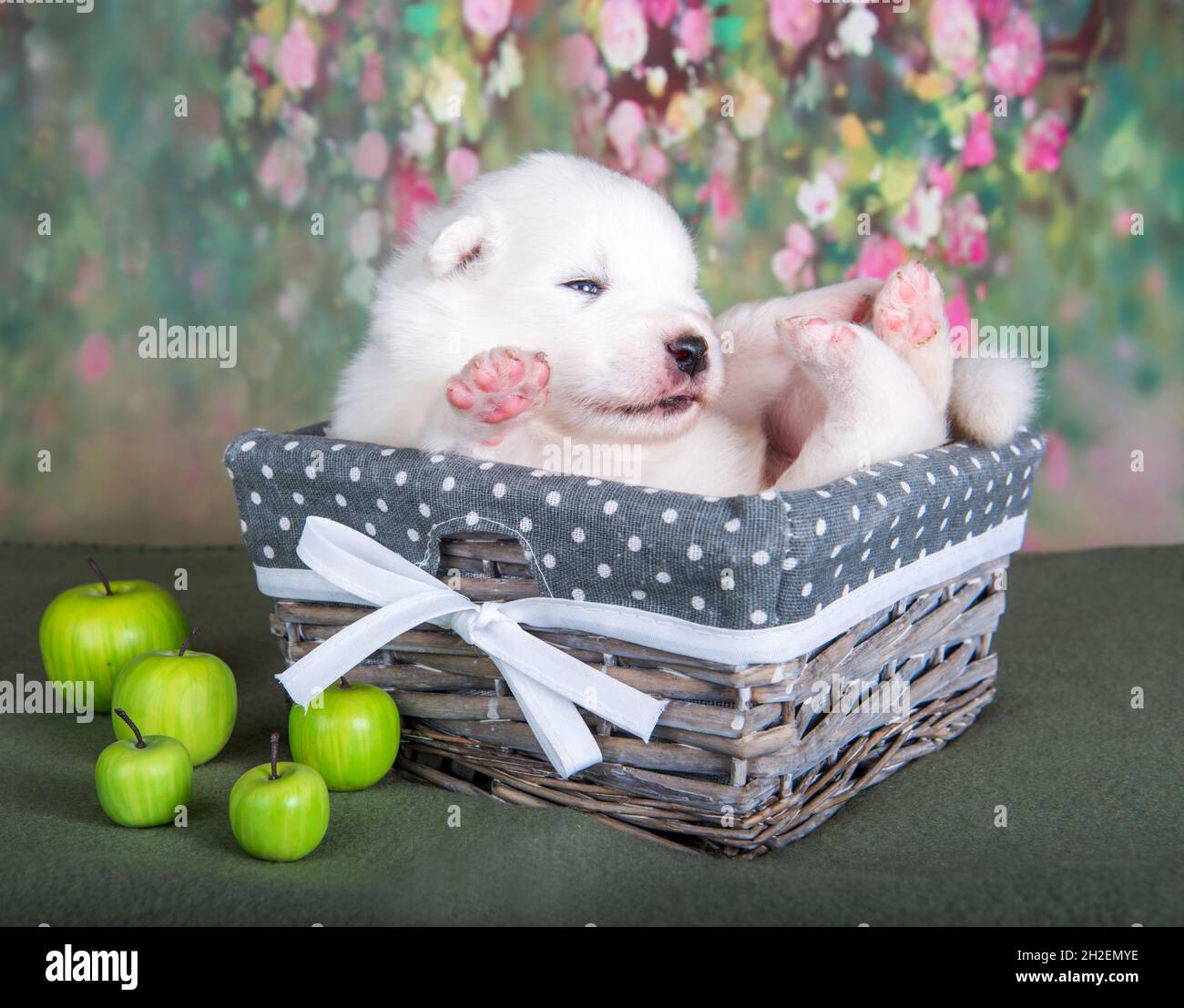 White fluffy small Samoyed puppy dog in a basket with apples Stock Photo