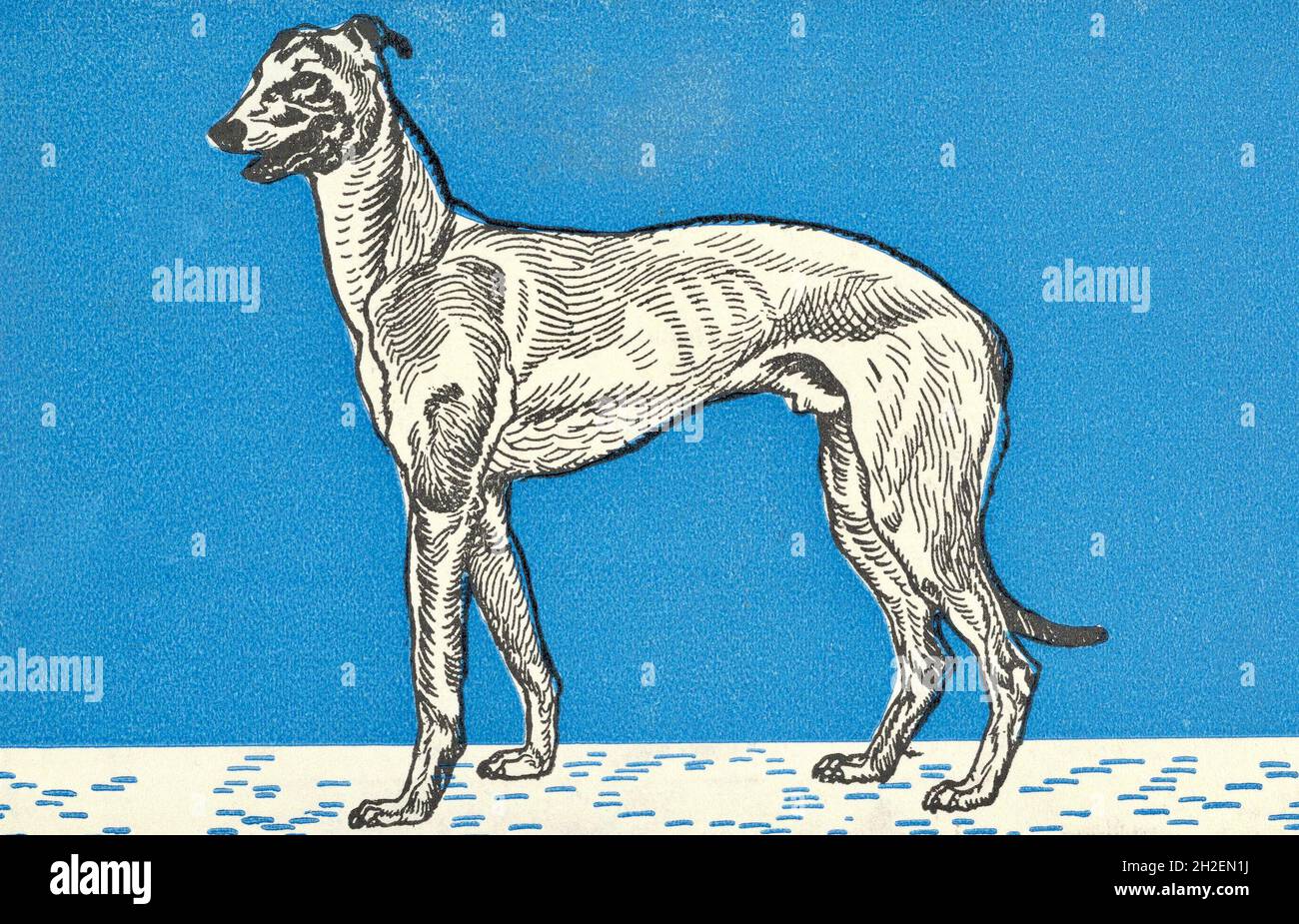 Moriz Jung artwork - Greyhound - Wiener Werkstätte Stock Photo