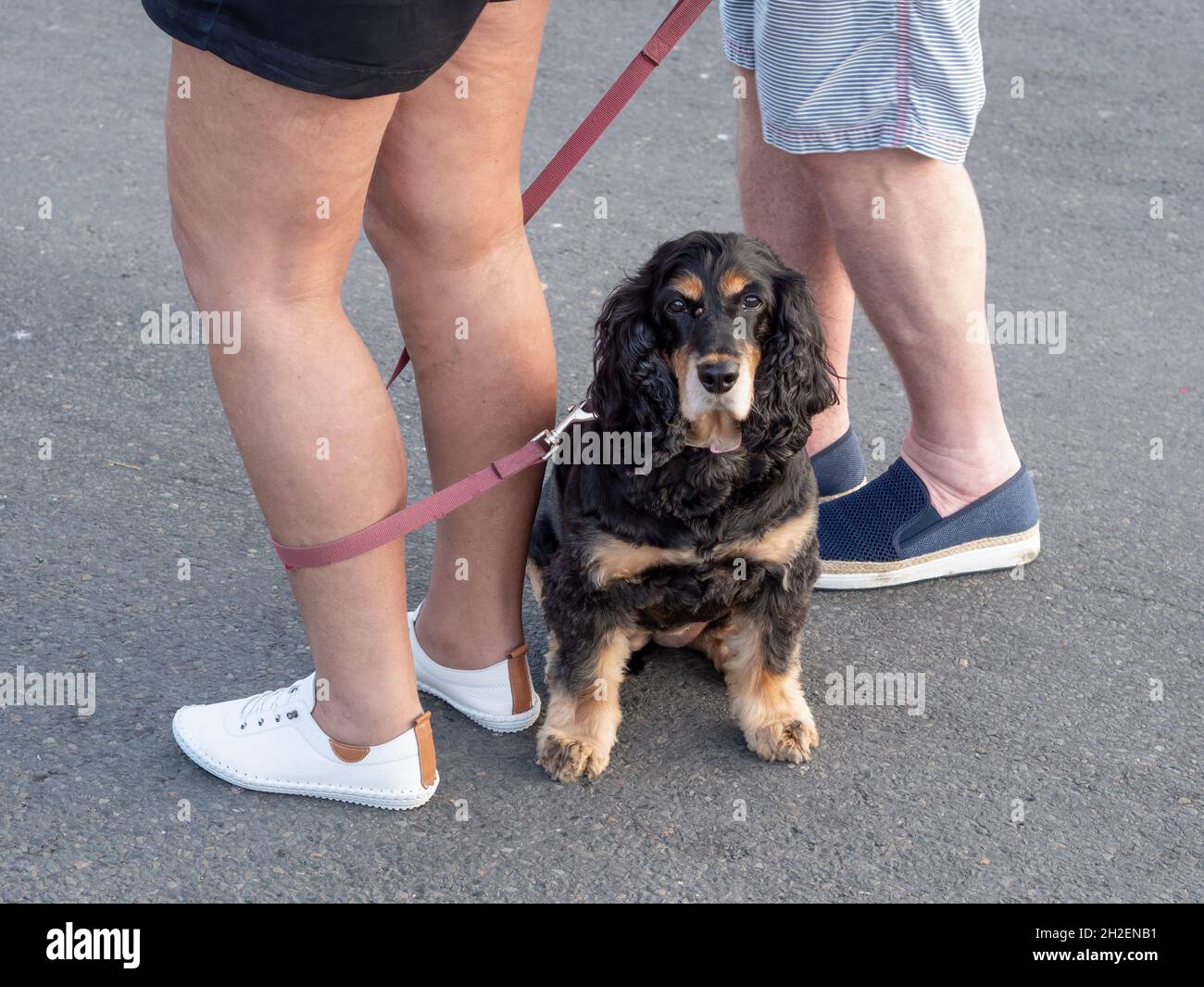 APPLEDORE, DEVON, ENGLAND AUGUST 29 2021 Black and tan cocker
