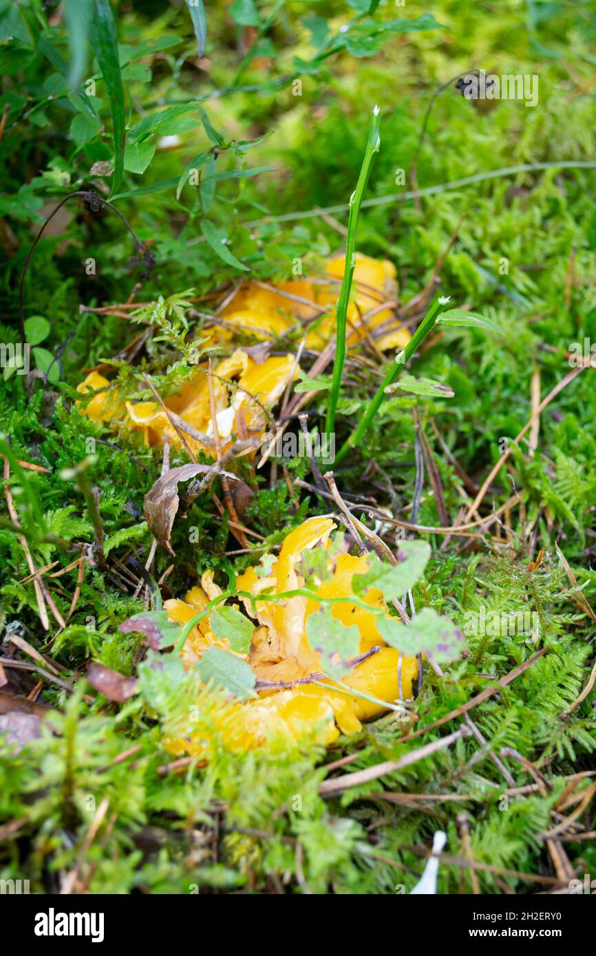 Cantharellus cibarius in moss edible mushroom. Fungus in the natural environment. Chanterelle or