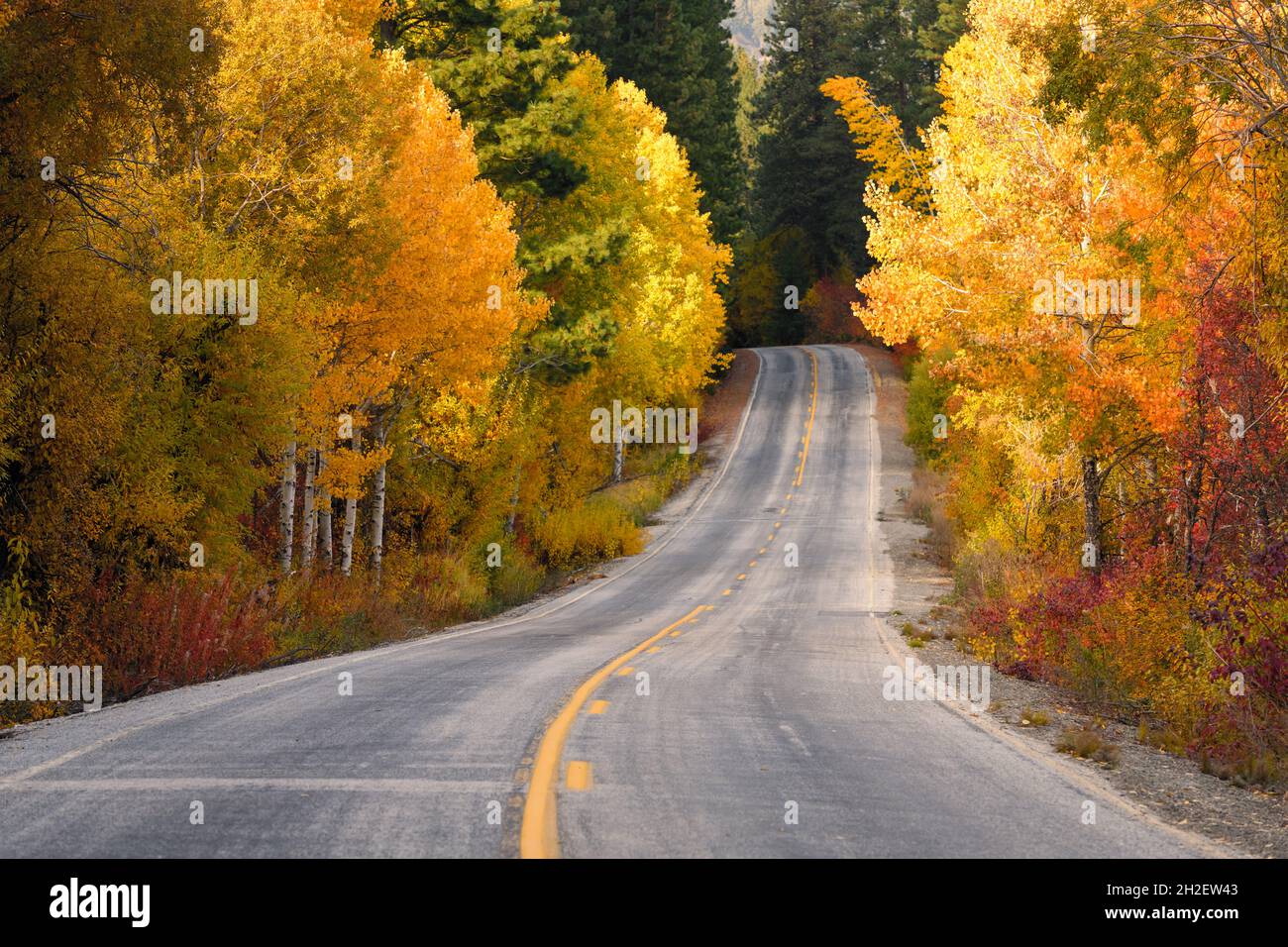 A country road in the Washington Cascades passes between bright fall colored trees with a highway yellow dividing line Stock Photo