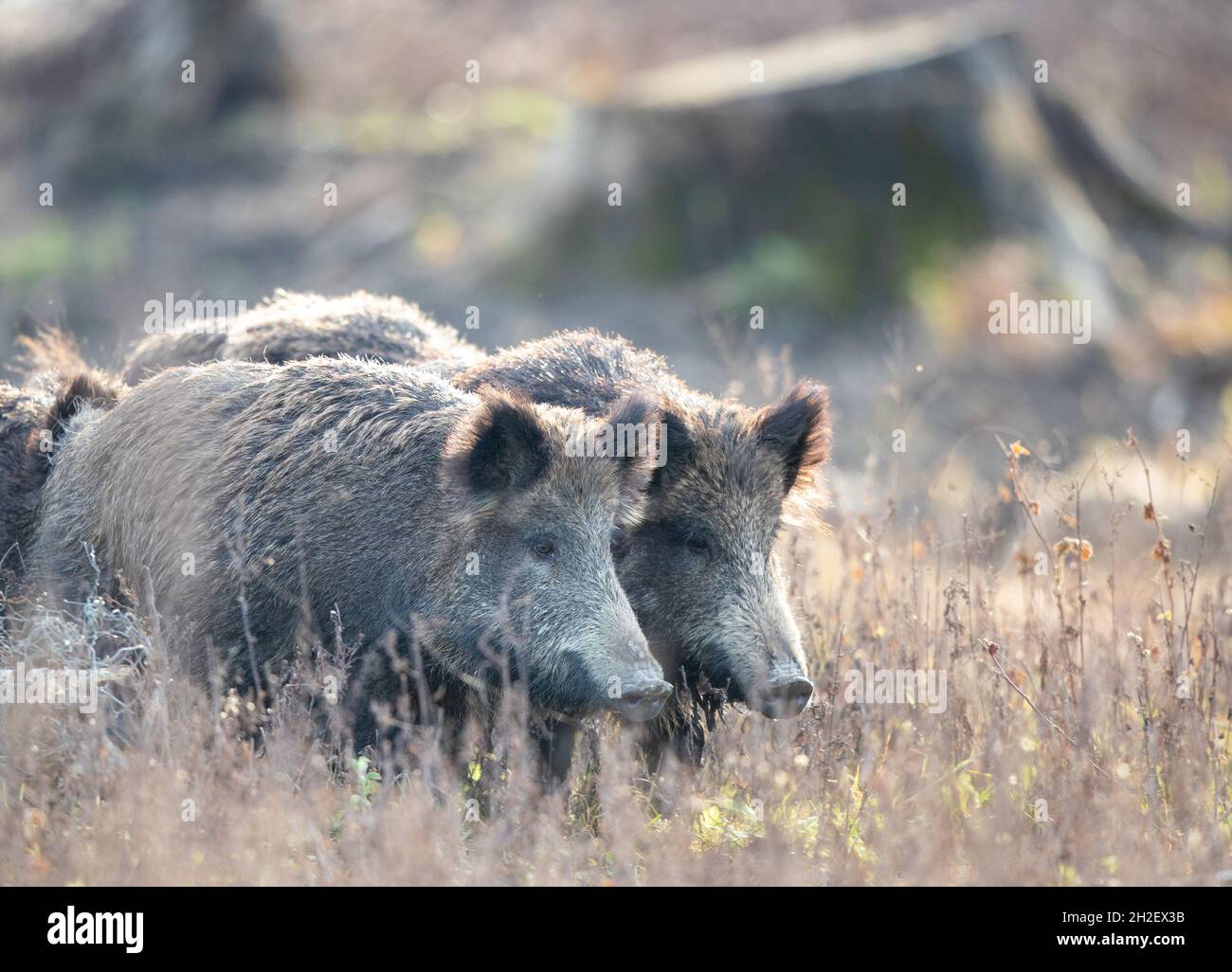 Small group of wild boars (sus scrofa ferus) standing on meadow in ...