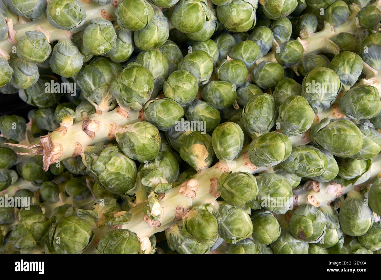 Closeup of green Brussels Sprouts stalks for sale in a market Stock Photo