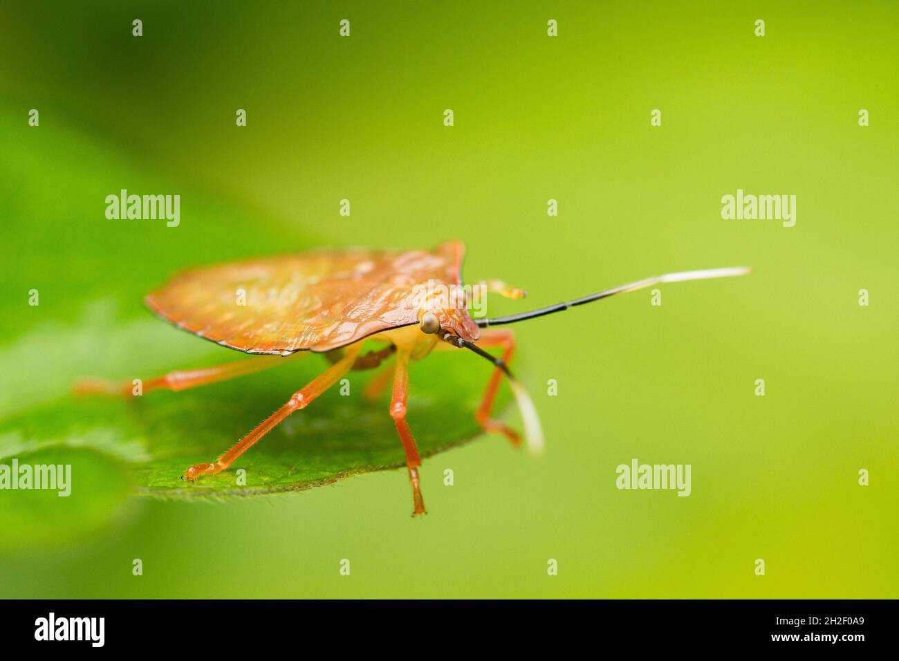An orange heteroptera (insect) perched on a leaf in Puerto Viejo de Sarapiqui in Costa Rica Stock Photo