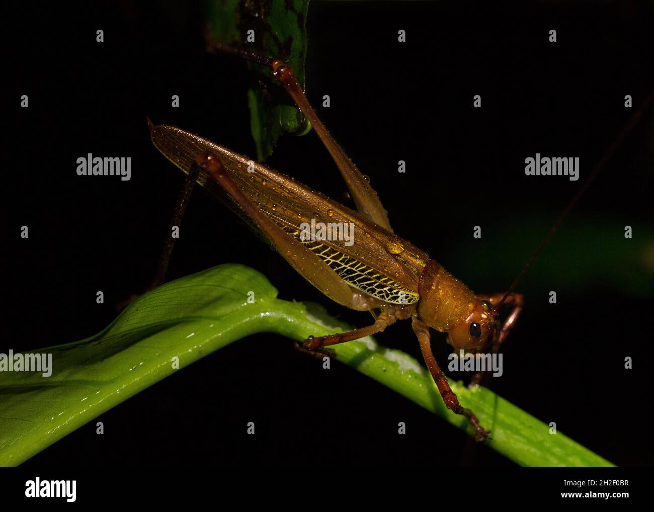 A large brown grasshopper at night in Puerto Viego de Sarapiqui, Costa Rica Stock Photo