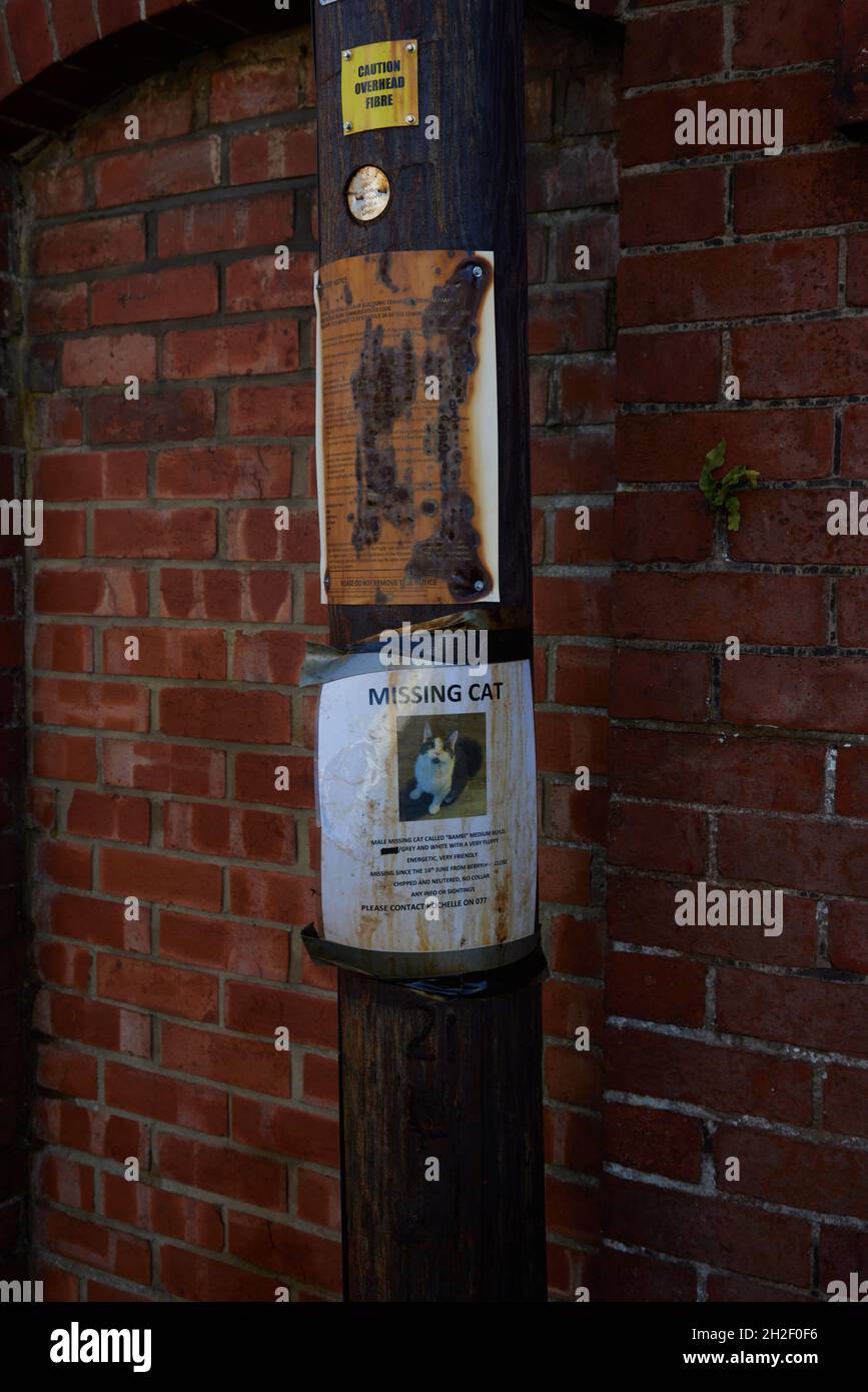 Missing cat poster fixed on a wooden pole seen outside. Stock Photo