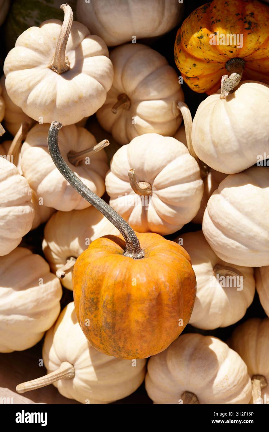 Cute little pumpkins in sunny autumn day, close up view Stock Photo