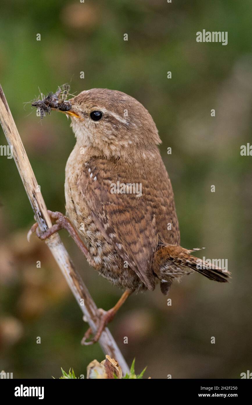 Wren collecting insects hi-res stock photography and images - Alamy