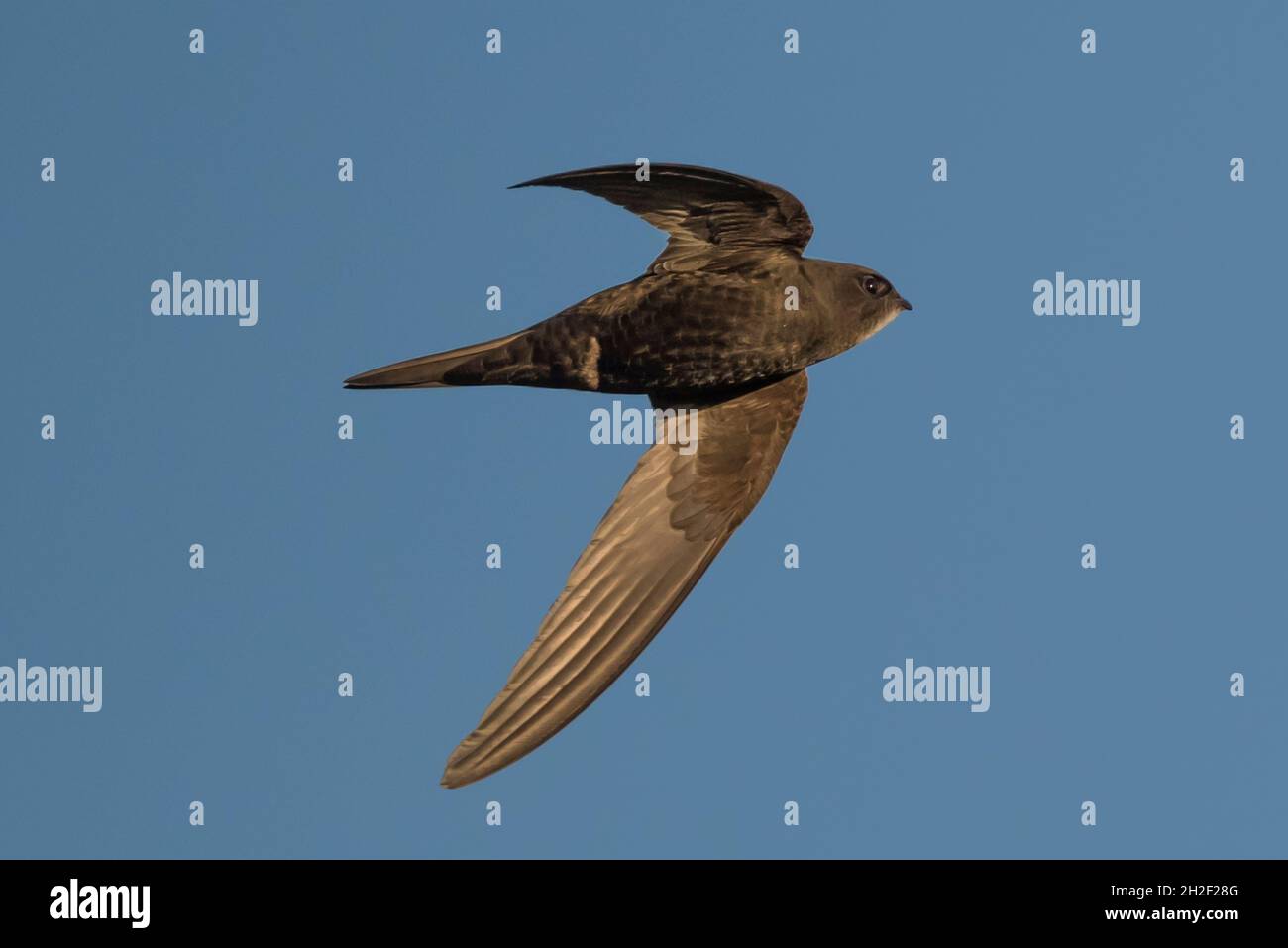 Swift (Apus apus) in flight, Lymington-Keyhaven Nature Reserve ...