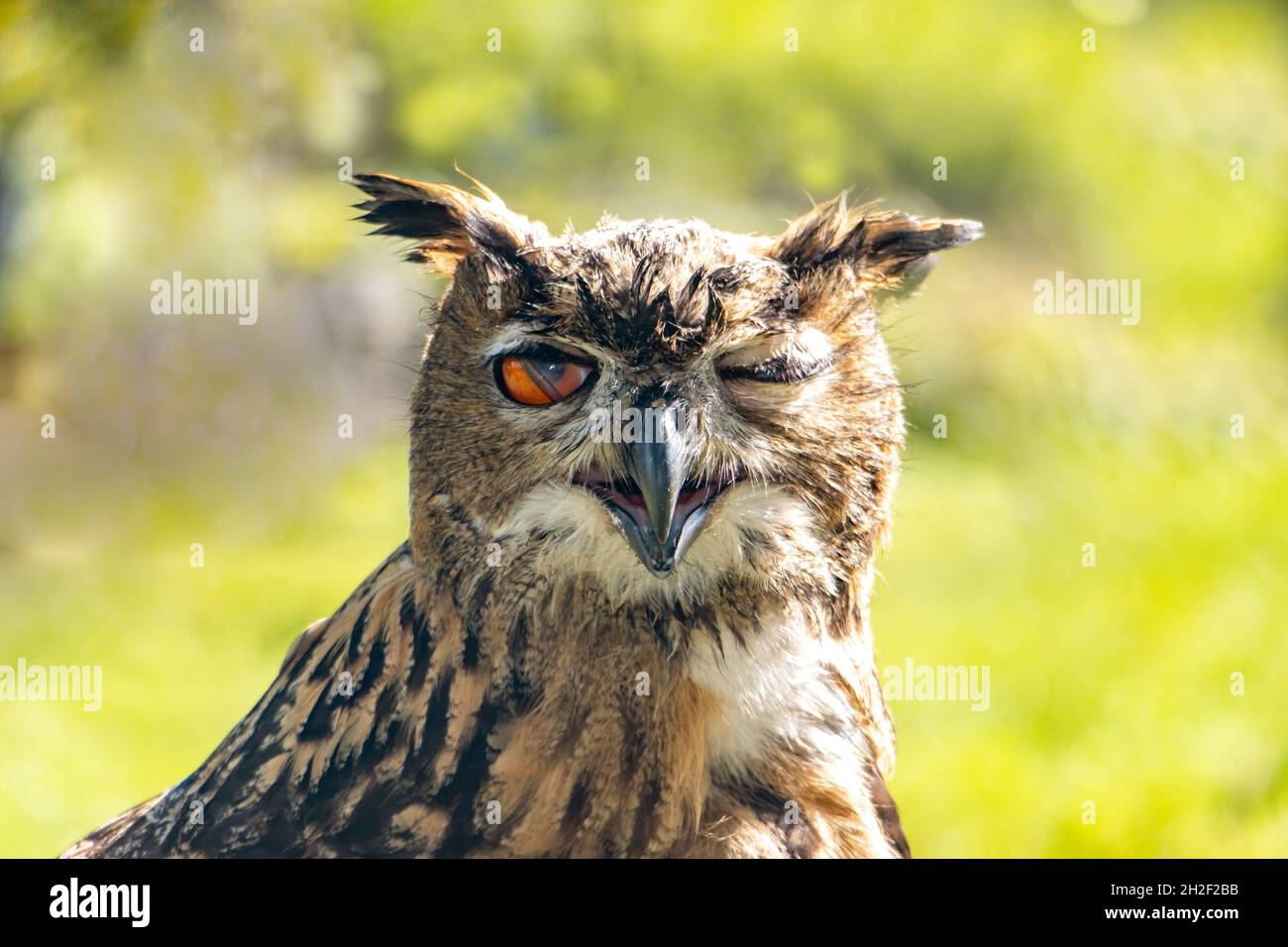 The blinking eagle-owl (Bubo bubo) look to camera Stock Photo