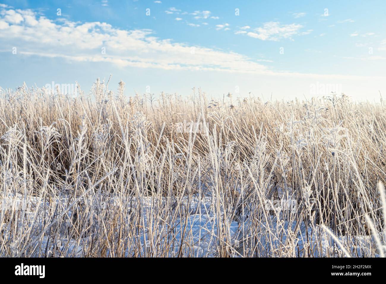 Weeds and grassed covered in hoar frost. Stock Photo